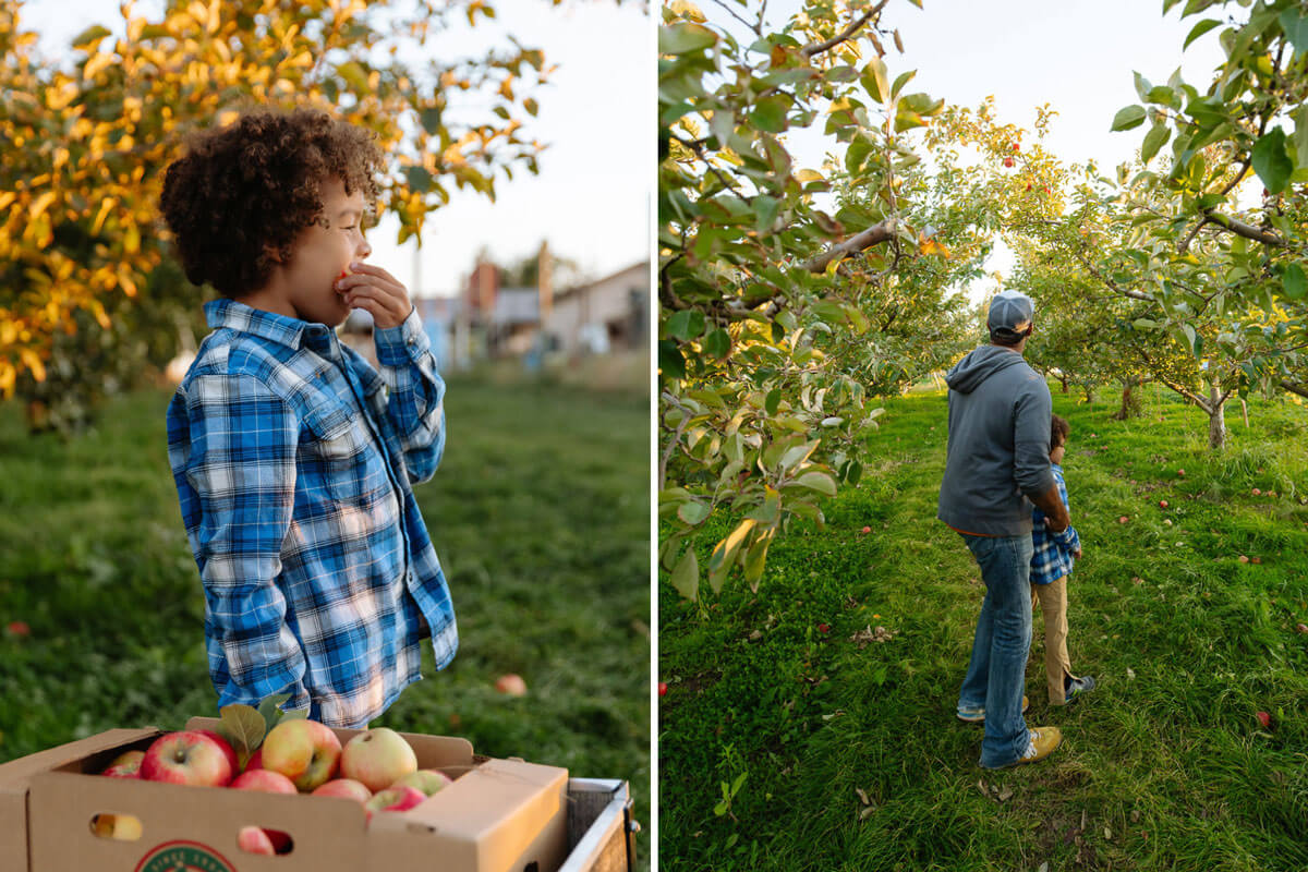 Orchard to Glass: Taste Washington Cider Photo 1: A young boy takes a bite out of an apple in an orchard. Photo 2: A man and his son stand in the middle of an apple orchard in Washington